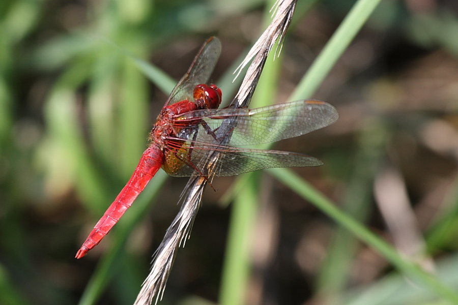 Libellula rossa